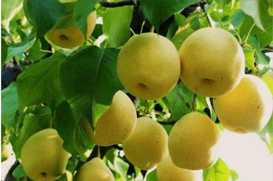 一把真正的本山綠泥壺最低多少錢，什么價(jià)格能買到本山綠泥紫砂壺？