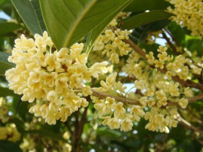 桂花泡茶禁忌，桂花泡水喝的9大禁忌