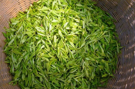 烏牛早和龍井的區(qū)別圖片，龍井43號和烏牛早茶的對比