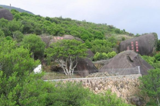 宋種一號價(jià)值為什么高，鳳凰單樅宋種1號價(jià)格與產(chǎn)量多少？