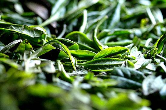 荒野銀針市場(chǎng)價(jià)多少，真正的荒野白毫銀針多少錢？