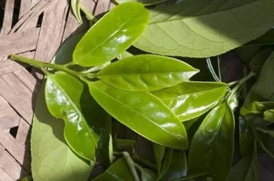 鴨屎香茶哪些人不能飲，什么人不能喝鴨屎香