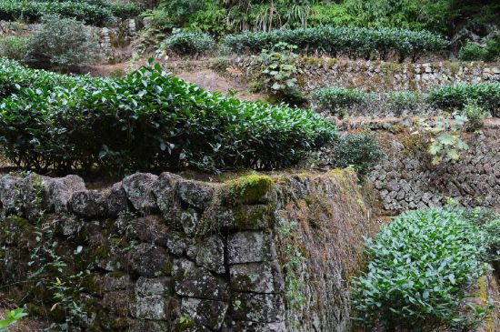 拼配的馬頭巖肉桂，還配叫馬肉嗎？請叫它“馬頭巖大紅袍”