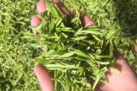 龍井好喝還是毛尖好喝，綠茶是龍井好還是毛尖好？