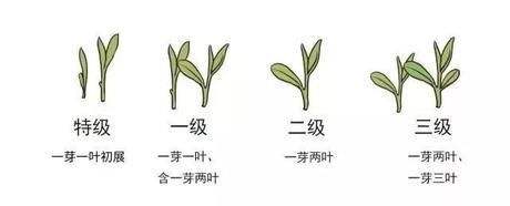 烏牛早和龍井的區(qū)別圖片，龍井43號和烏牛早茶的對比