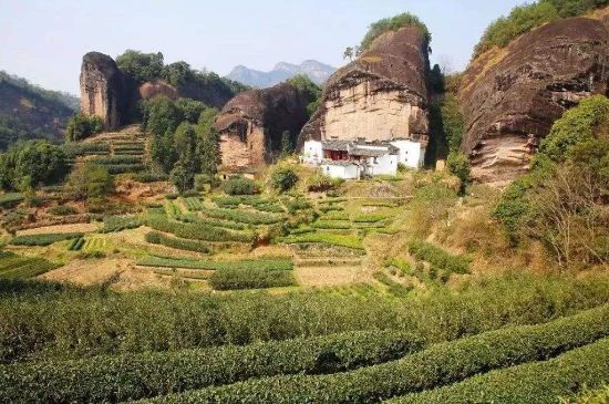 馬頭巖肉桂是大紅袍嗎，大紅袍肉桂屬于什么茶？