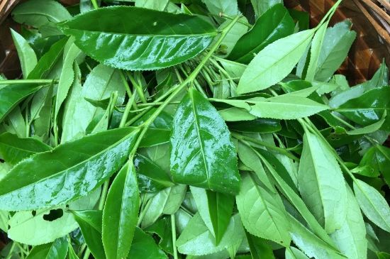 大紅袍可以放10年嗎，大紅袍放了十年能喝嗎