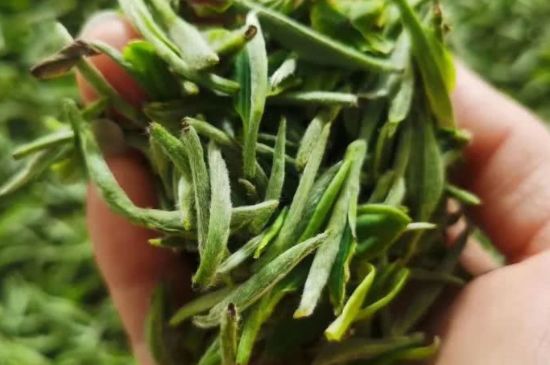 金壇雀舌算不算好茶，金壇雀舌屬于什么檔次茶葉？