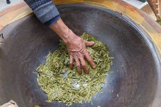 雀舌有一股青草味，雀舌為什么有青草味？