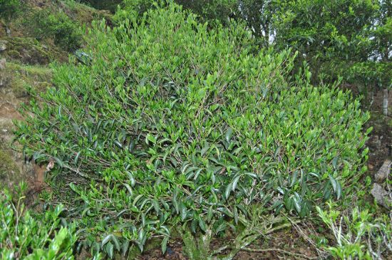 肉桂茶屬于紅茶嗎，牛欄坑肉桂是紅茶還是綠茶？