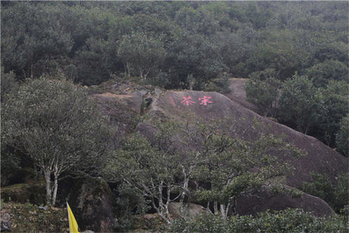 宋種一號價(jià)值為什么高，鳳凰單樅宋種1號價(jià)格與產(chǎn)量多少？