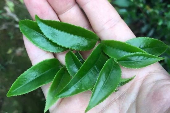 鋸朵仔跟鴨屎香哪個貴，鋸朵子和鴨屎香哪個好喝？