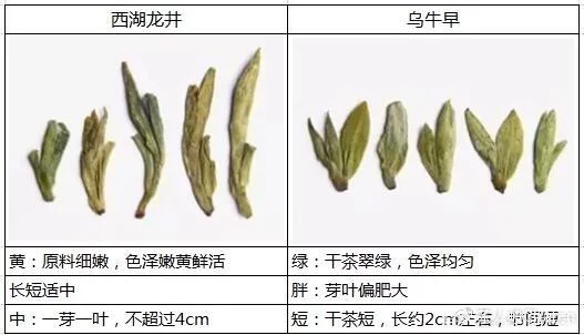 烏牛早和龍井的區(qū)別圖片，龍井43號和烏牛早茶的對比