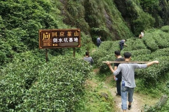 300塊錢的金駿眉能喝嗎，兩三百多金駿眉和一千多區(qū)別