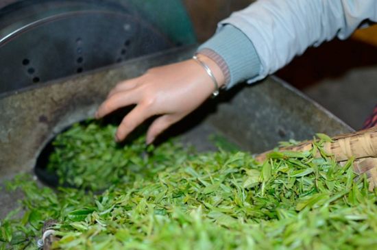 雀舌有一股青草味，雀舌為什么有青草味？