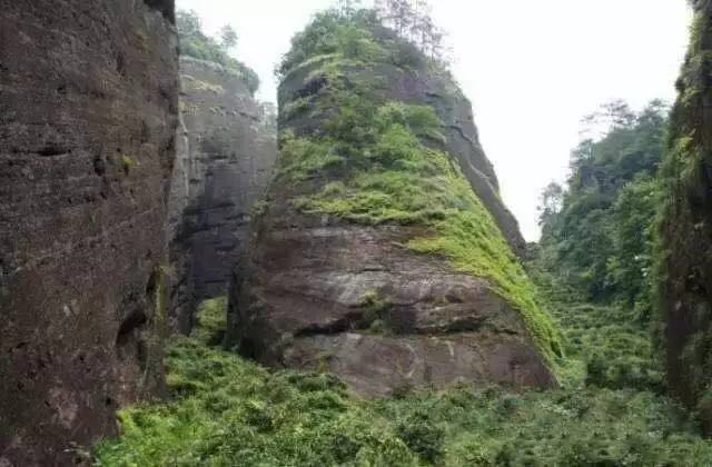 武夷山為什么盛產(chǎn)茶葉，武夷山茶為什么好喝？