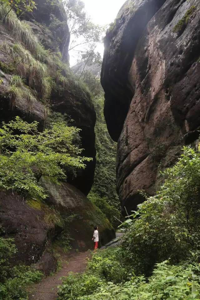 武夷山為什么盛產(chǎn)茶葉，武夷山茶為什么好喝？