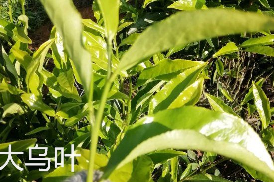 鴨屎香和大烏葉是同一種茶葉嗎，單叢大烏葉和鴨屎香有什么區(qū)別？