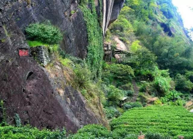 武夷山為什么盛產(chǎn)茶葉，武夷山茶為什么好喝？