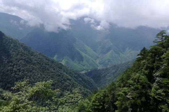 300塊錢的金駿眉能喝嗎，兩三百多金駿眉和一千多區(qū)別