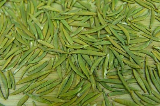 竹葉青和毛尖的區(qū)別，毛尖和竹葉青怎么分辨？