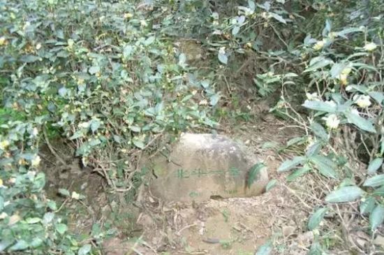 母樹大紅袍給誰(shuí)喝了，為什么母樹大紅袍叫三棵六株？