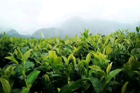一天3杯紅茶抗癌，常飲紅茶對身體有好處！
