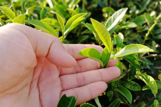 大紅袍四大品種有哪些，大紅袍的種類和著名品種特點介紹