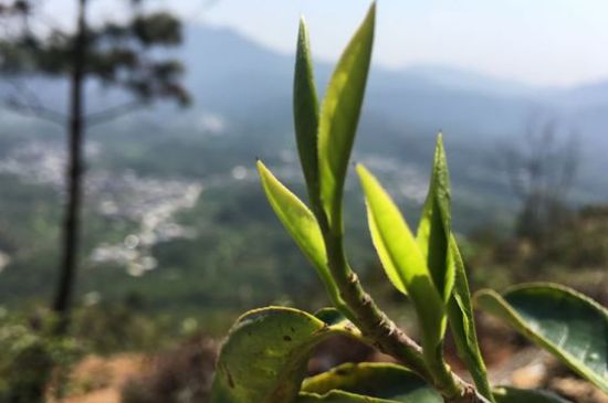 鳳凰單樅什么人不能喝，哪些人不能飲單叢茶