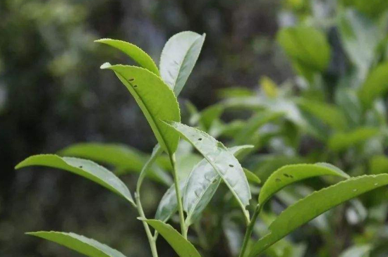 單叢茶十大香型以及常見品種大全，潮安鳳凰單樅十大名香歸類