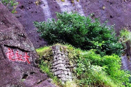 宋種一號價(jià)值為什么高，鳳凰單樅宋種1號價(jià)格與產(chǎn)量多少？