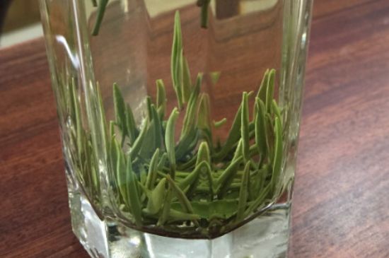 竹葉青和雀舌哪個貴，竹葉青茶貴嗎？