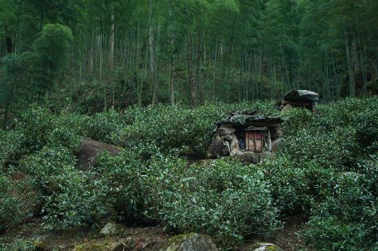 300塊錢的金駿眉能喝嗎，兩三百多金駿眉和一千多區(qū)別