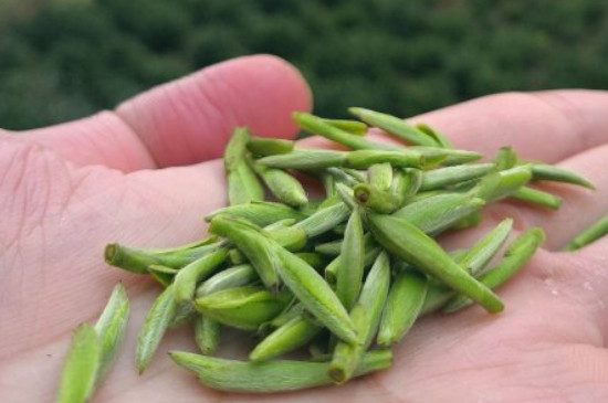 什么綠茶茶葉唇齒留香，哪個品種綠茶香氣好？