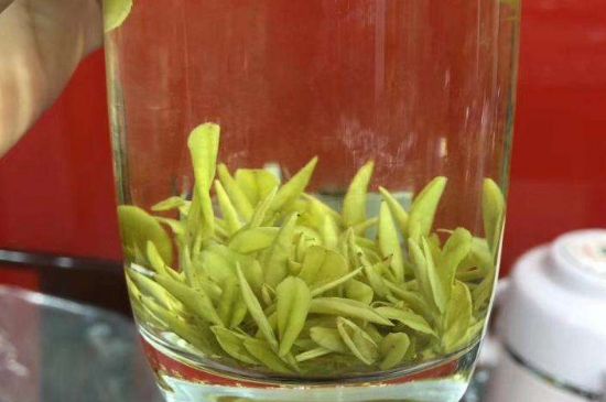 茶中奇葩黃金芽，安吉白茶中黃金芽的特點(diǎn)