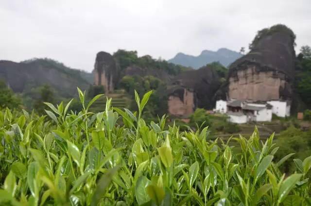 武夷山為什么盛產(chǎn)茶葉，武夷山茶為什么好喝？