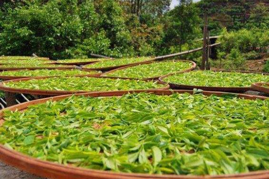 單叢茶十大香型以及常見品種大全，潮安鳳凰單樅十大名香歸類