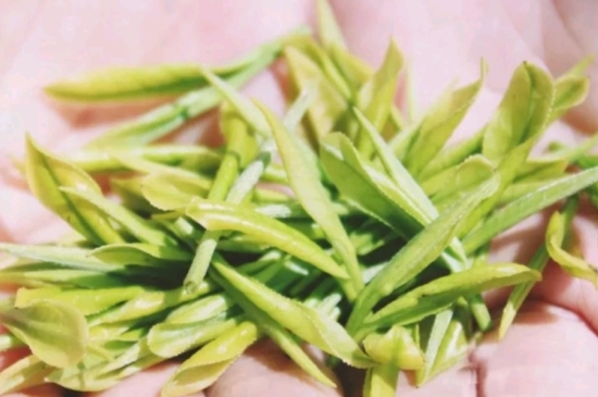 龍井是明前的好還是雨前的好，明前茶和雨前茶哪個好喝？