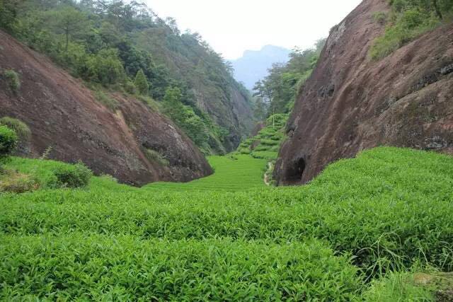 武夷山為什么盛產(chǎn)茶葉，武夷山茶為什么好喝？