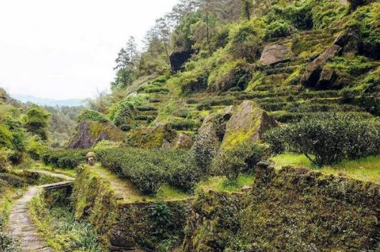 肉桂茶和大紅袍哪個貴，武夷山肉桂與大紅袍的價格比較
