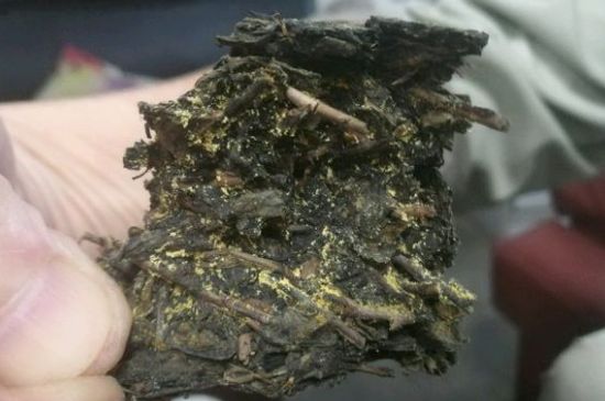 伏茶里的金花是黃曲霉素嗎，金花茯茶里的是什么菌