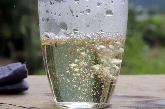 三年白茶賽砒霜，這是真的嗎？