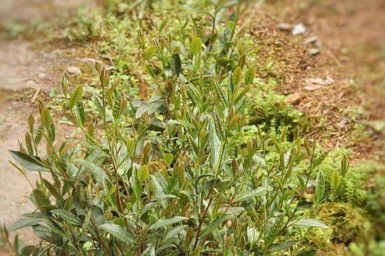 大紅袍四大品種有哪些，大紅袍的種類和著名品種特點介紹