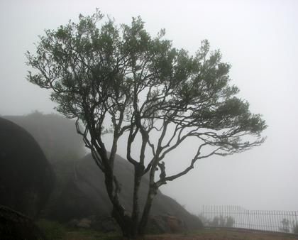 宋種一號價(jià)值為什么高，鳳凰單樅宋種1號價(jià)格與產(chǎn)量多少？