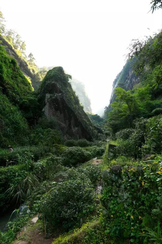 武夷山為什么盛產(chǎn)茶葉，武夷山茶為什么好喝？