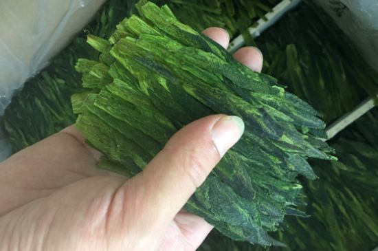 什么綠茶味道濃香，那個綠茶比較濃香？