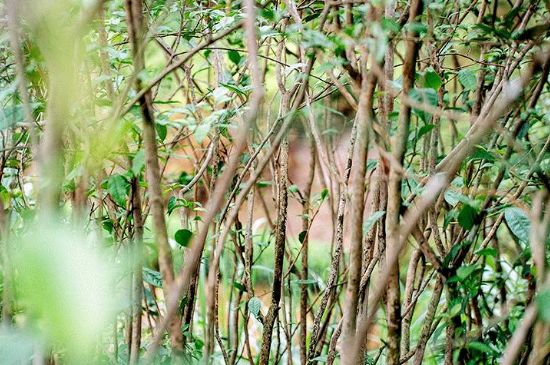 荒野銀針有什么特點，荒野銀針的味道口感咋樣？