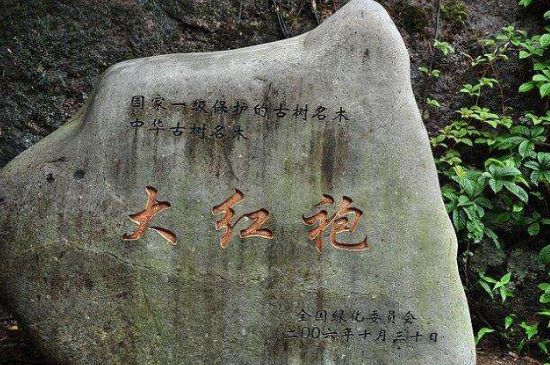 母樹大紅袍給誰(shuí)喝了，為什么母樹大紅袍叫三棵六株？