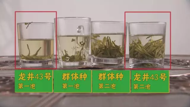 烏牛早和龍井的區(qū)別圖片，龍井43號和烏牛早茶的對比