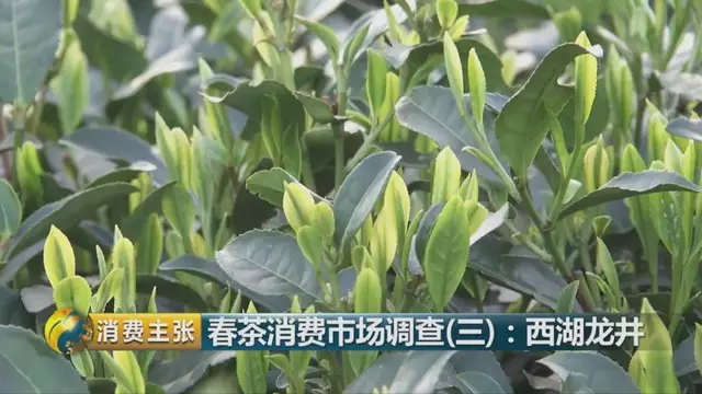 龍井群體種和43號(hào)的區(qū)別圖片，龍井43和群體種哪個(gè)好喝？